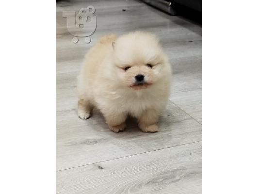 Όμορφα κουτάβια Pomeranian Spitz